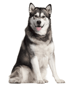 alaskan malamute blanco precio