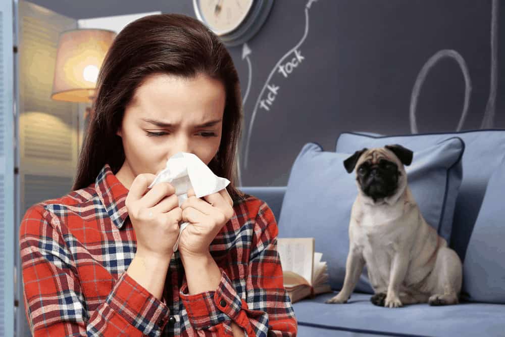 Alergia cutánea a la saliva de perro
