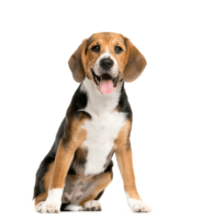 beagle-raza-perro