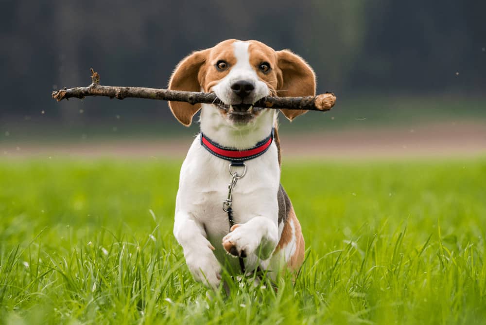 Beagle Razas De Perros