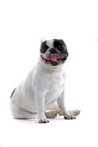 buldog frances