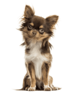 chihuhahua perro
