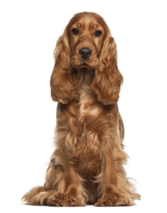 cocker-spaniel-ingles-mediano