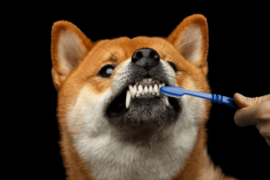 lavar dientes perro