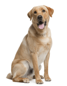 labrador-retriver marron claro
