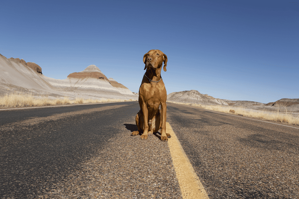perro carretera perdido