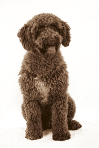 perro de aguas español