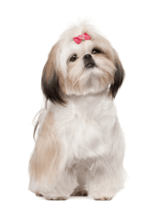 shih-tzu perros fotos