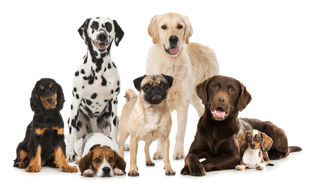 razas perros tamaños