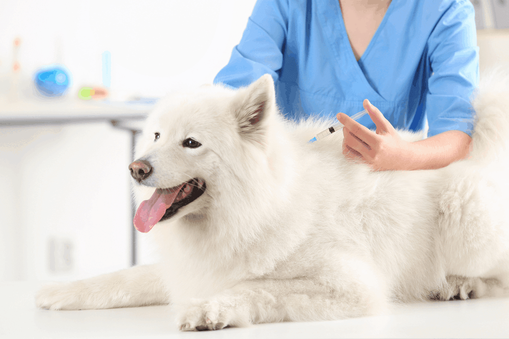 vacunas para tu perro husky