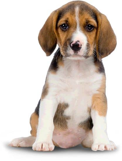 ADN-Beagle