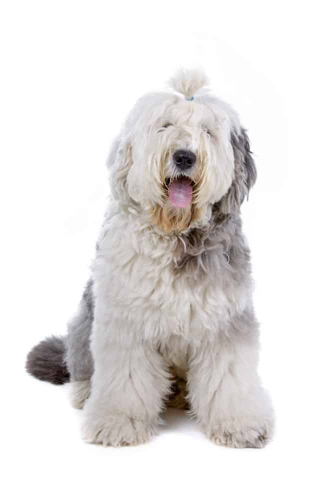 BOBTAIL PERRO