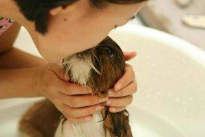 consejos bañar cachorro