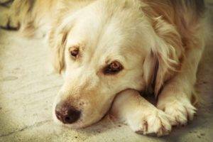 Depresión en perros, causas, síntomas y soluciones