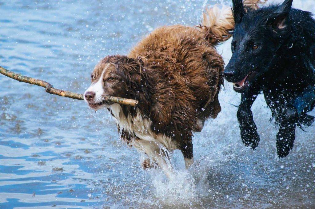 juegos divertidos para perros