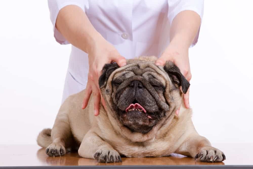 masaje columna perro