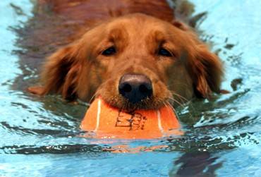 ¿saben nadar los perros?