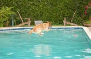 NO todos los perros saben nadar