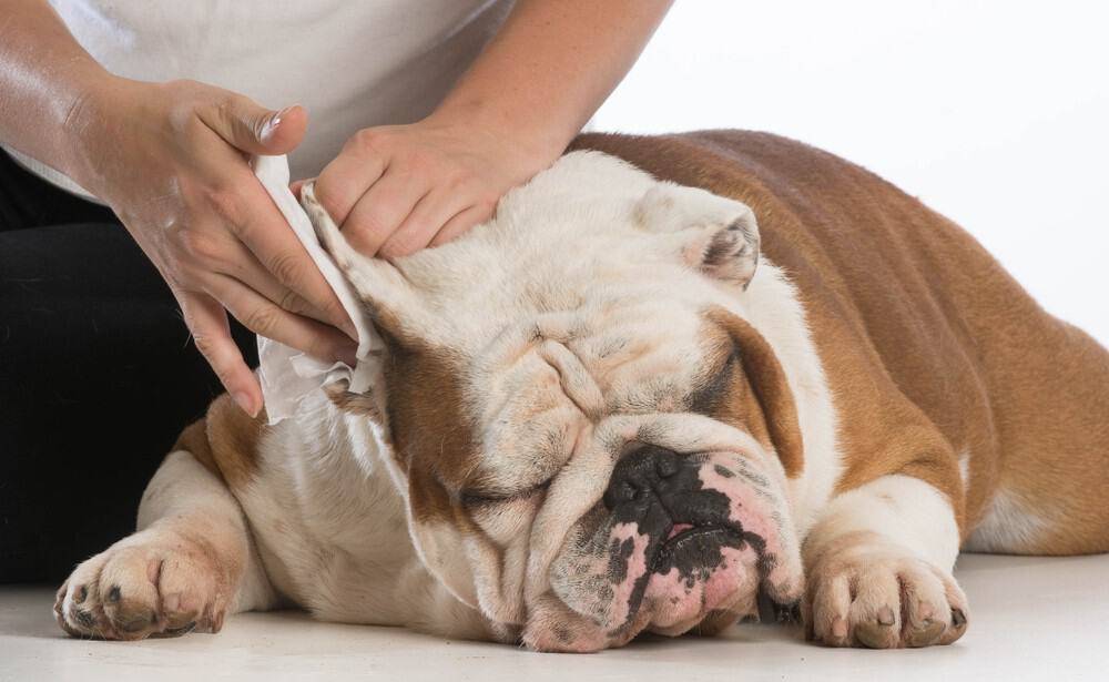 prevenir otitis perros