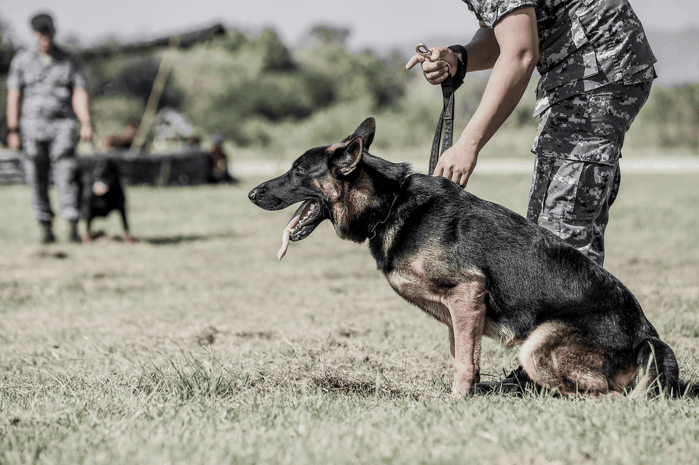 perros fuerzas armadas