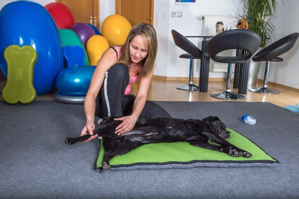 masaje patas terapeuta perros