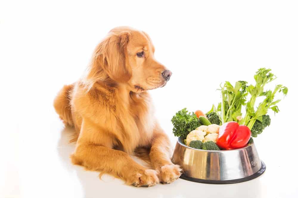 verduras que pueden comer los perros
