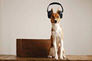 Animales domésticos les gusta la música