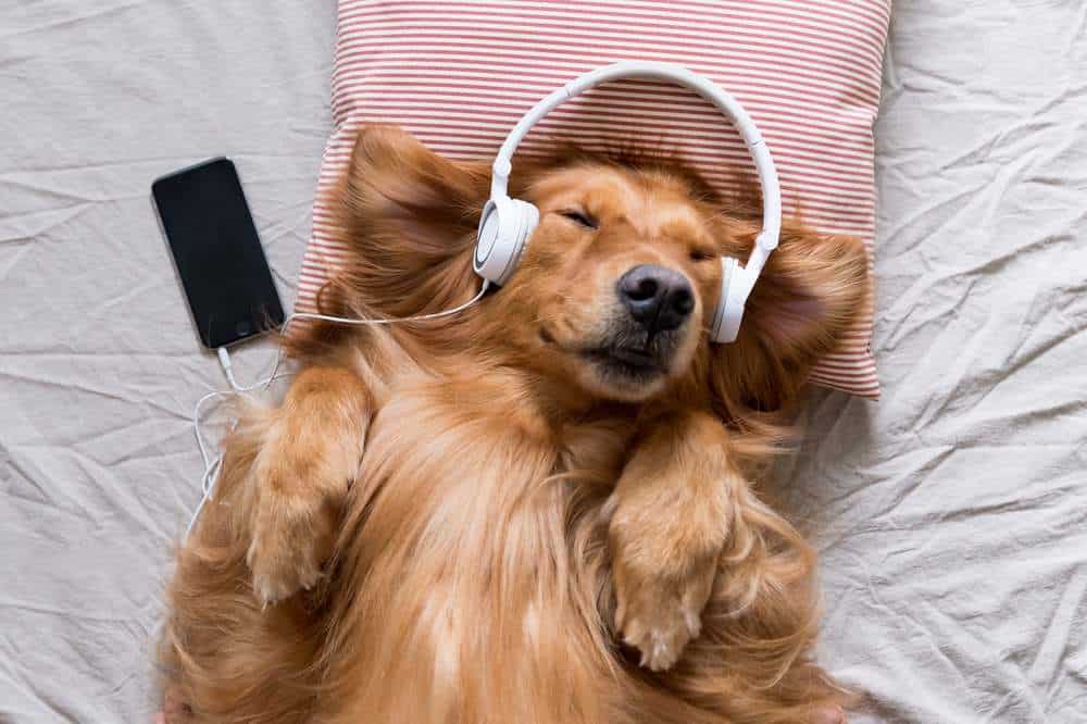 Animales domésticos les gusta la música