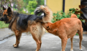socializacion con otros perros