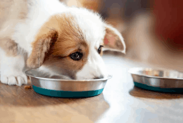 cachorro_marron_comiendo