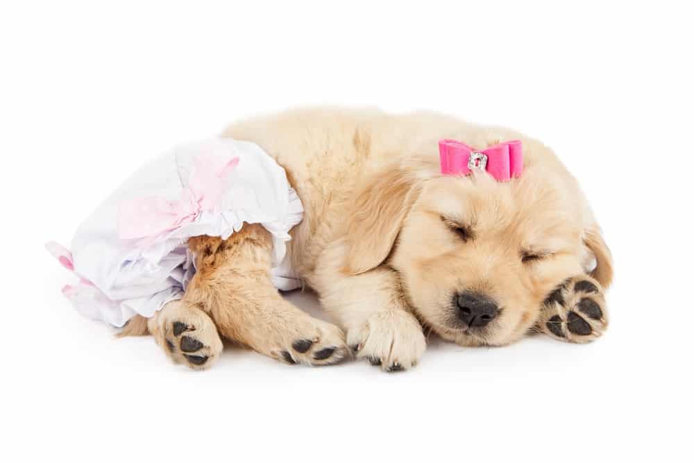 Cachorro de perro durmiendo con pañal canino.