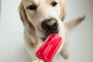 perro comiendose un helado