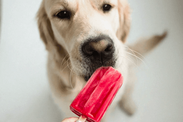 perro comiendose un helado
