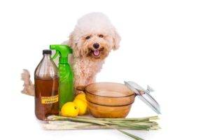 remedios caseros olor a perro